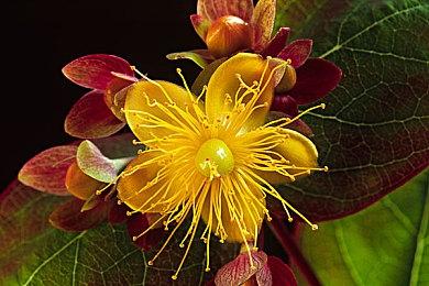 《信长之野望：新生》系统介绍动画第4弹：“出阵”